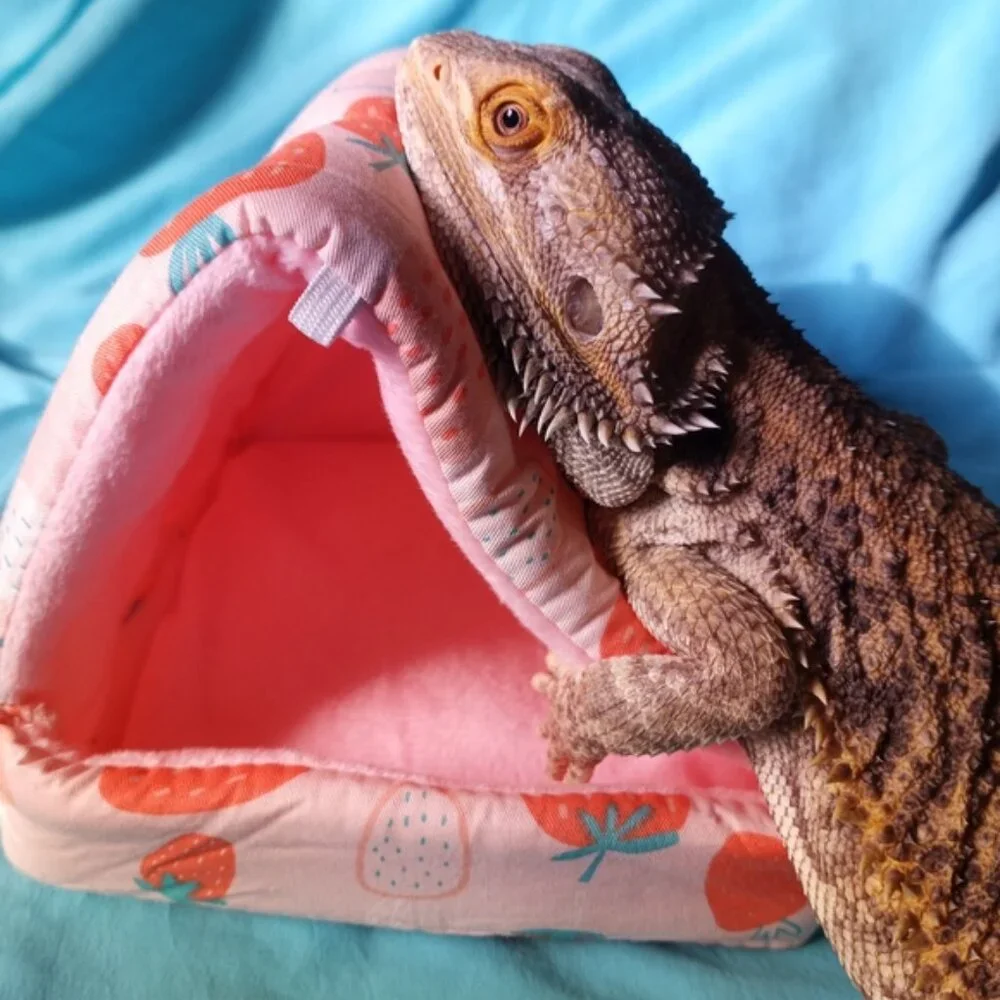 N/A this reptile